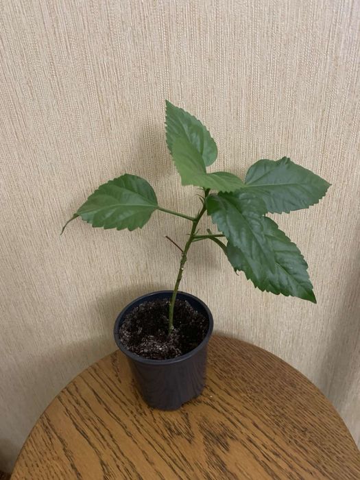 Продам гибискусы