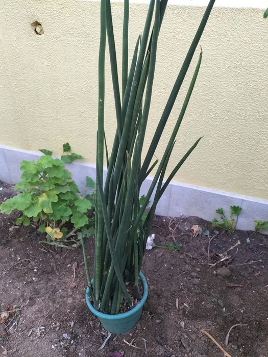 Cato de folha tipo flecha