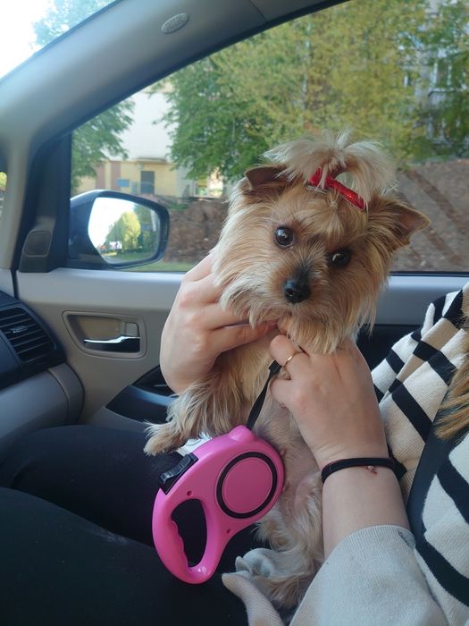 Доставка тварин, Перевезення тварин. Київ. Переїзд. Трансфер