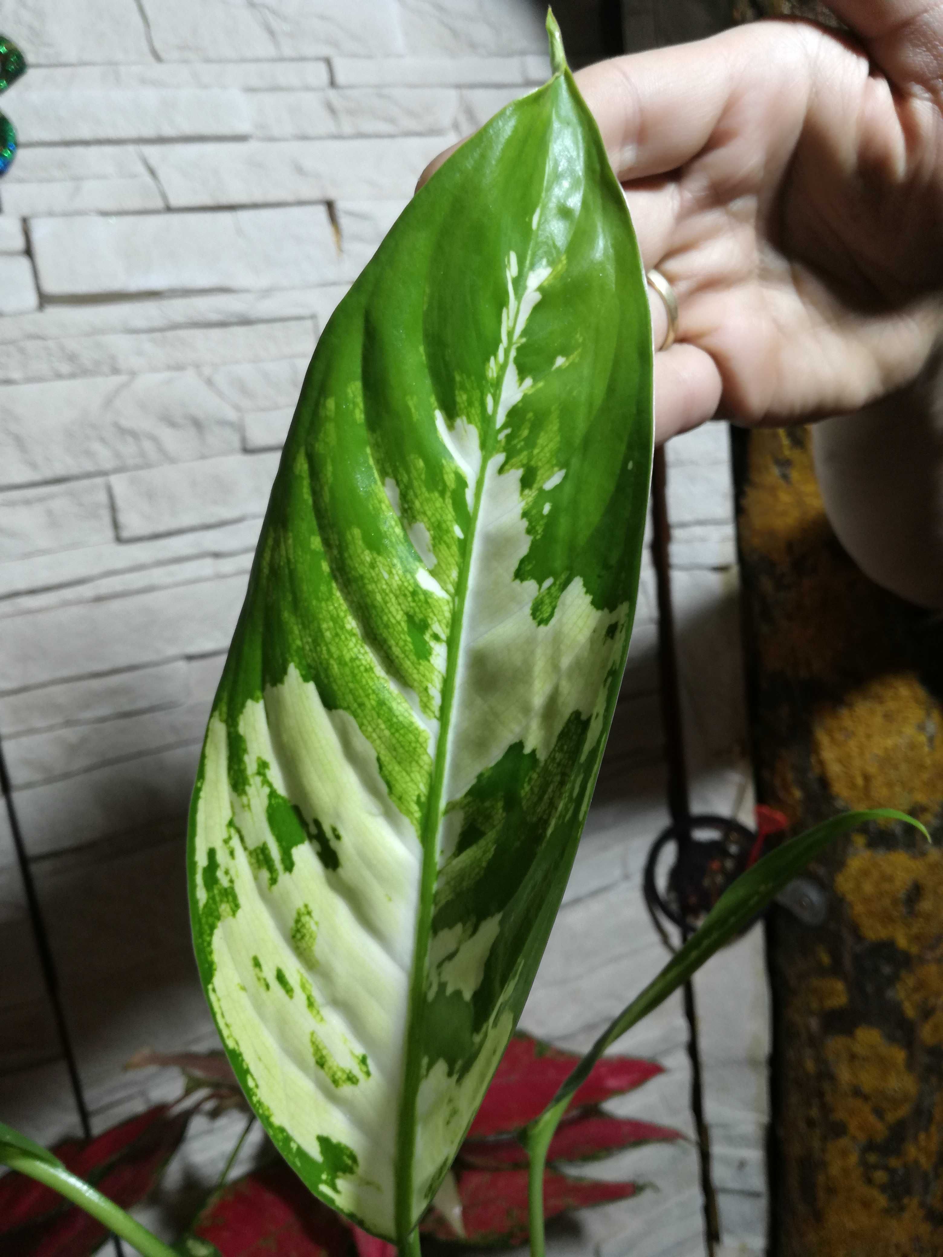 INTERNATIONAL Dieffenbachia Puerto Rico Variegata philodendron monster