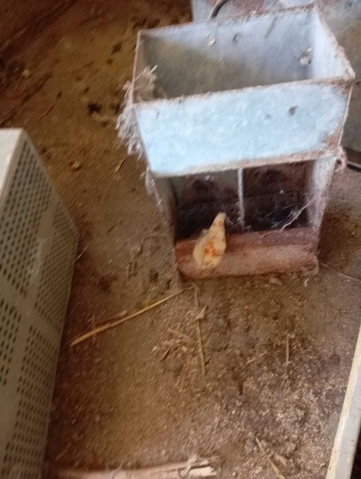 Jaulas criação Coelho