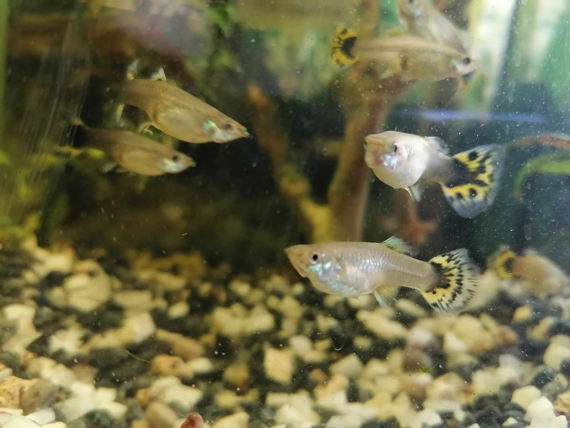Peixes guppys machos e fêmeas adultos