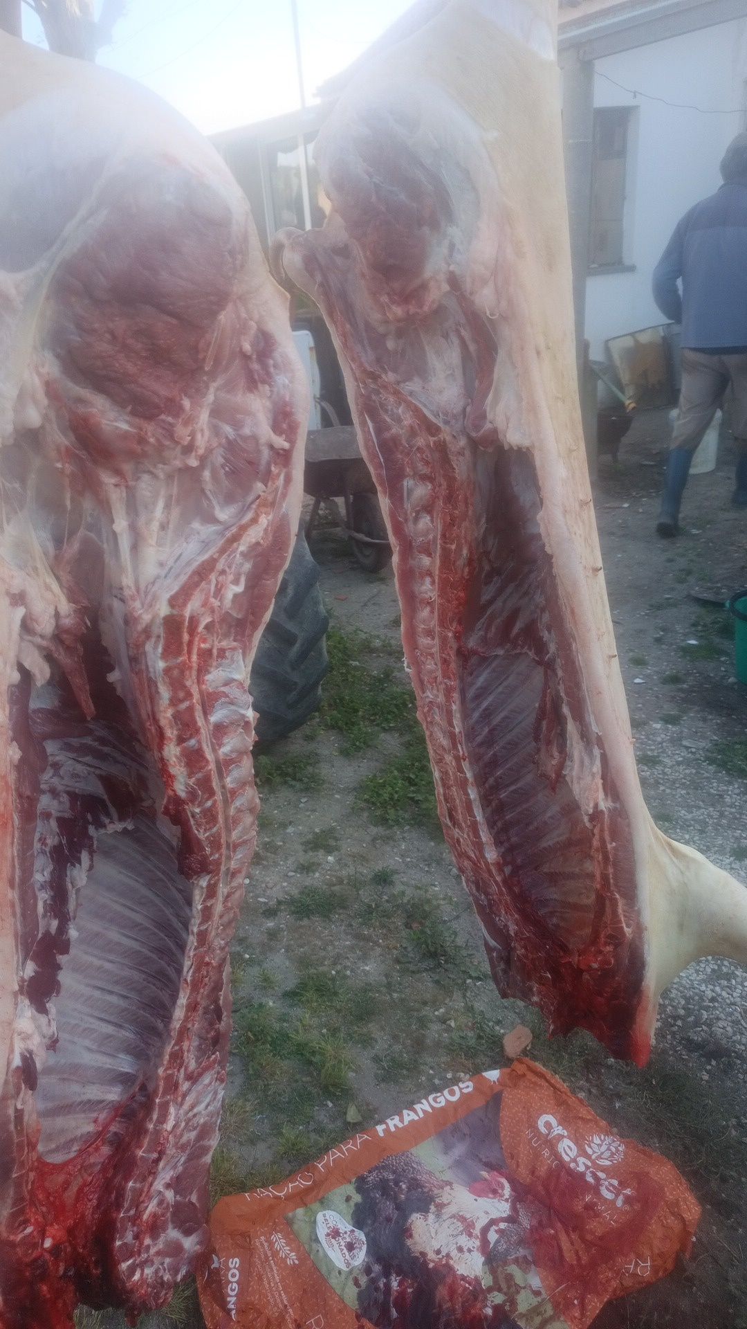 2 porcas fêmeas, 70-80kg