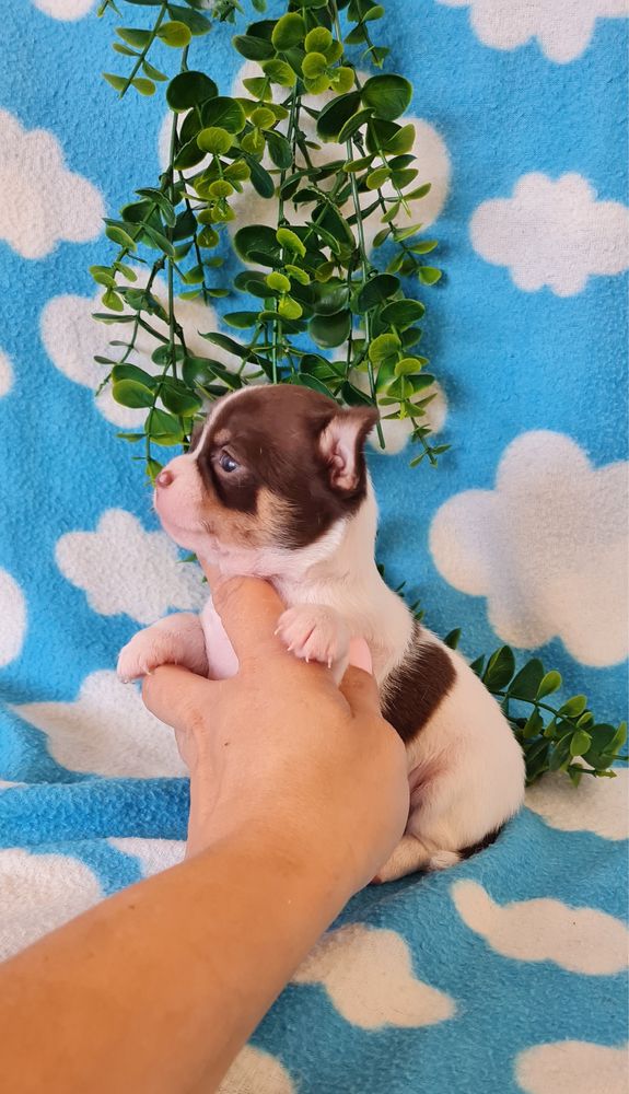 Excelente chocolatinho Chihuahua/Chiuaua de Qualidade