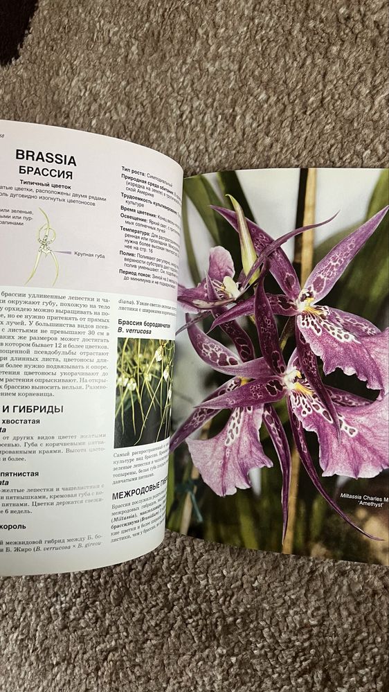 Книга «Все об орхидеях» Хессайон