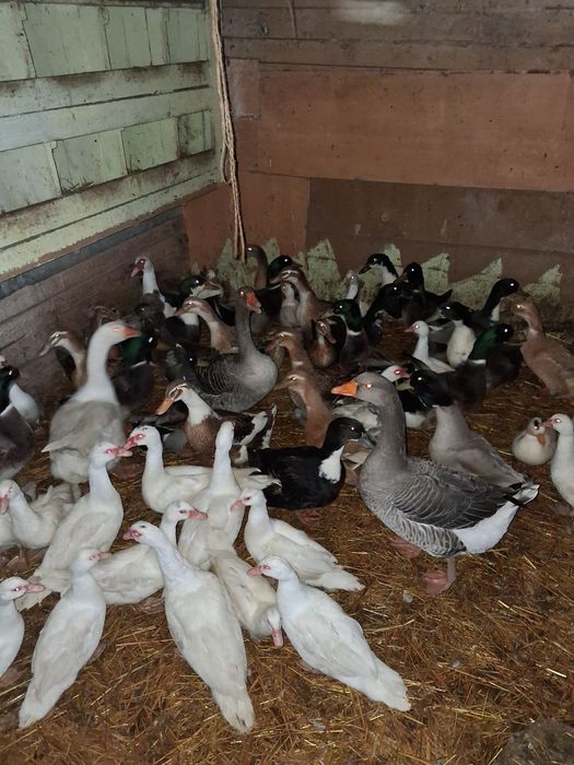 Sprzedam kaczki gęsi kaczory