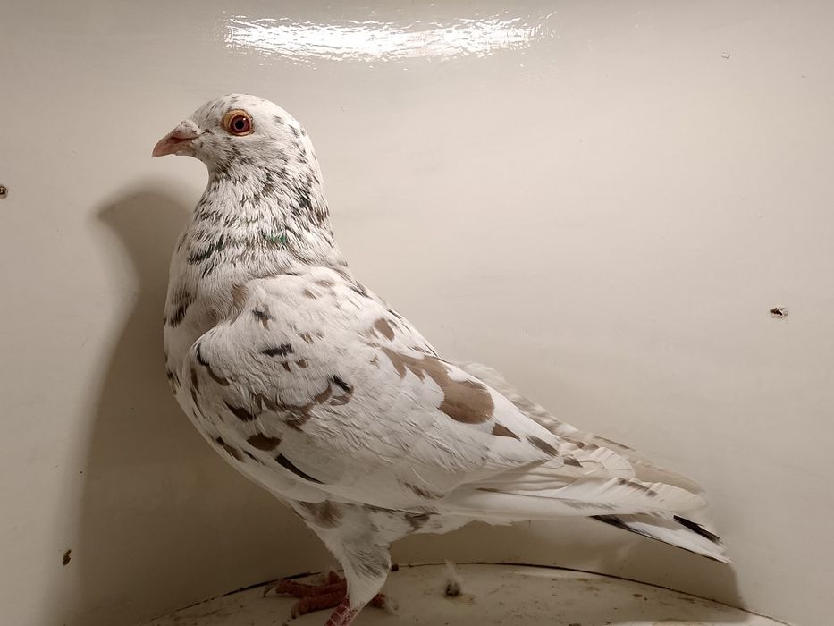 Gołębie pocztowe stipper brown