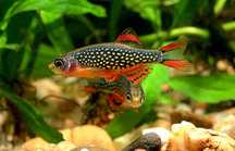 GB Microrasbora sp. Galaxy razbora galaxy Danio margaritatus