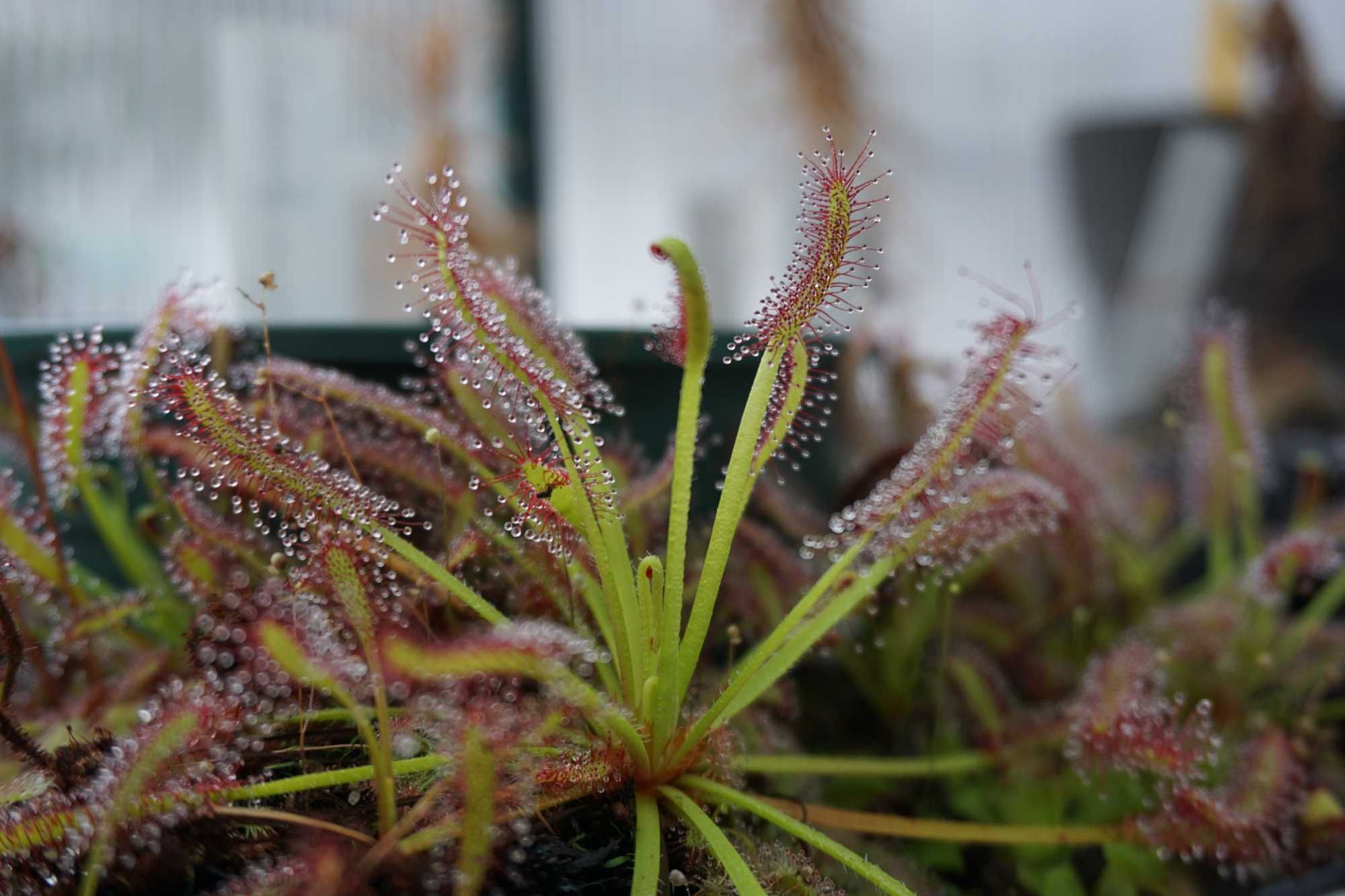 Drosera capensis