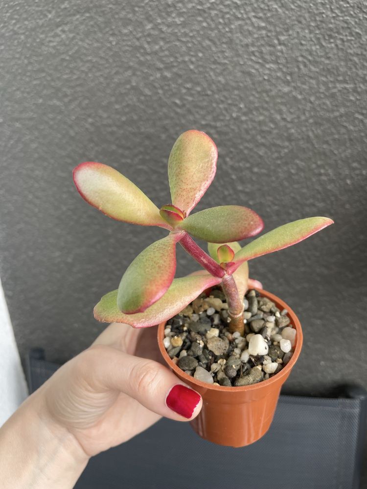 Grubosz Crassula Sunset sukulent drzewko szczęścia