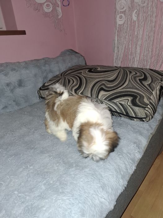Shih-tzu suczka szczeniak