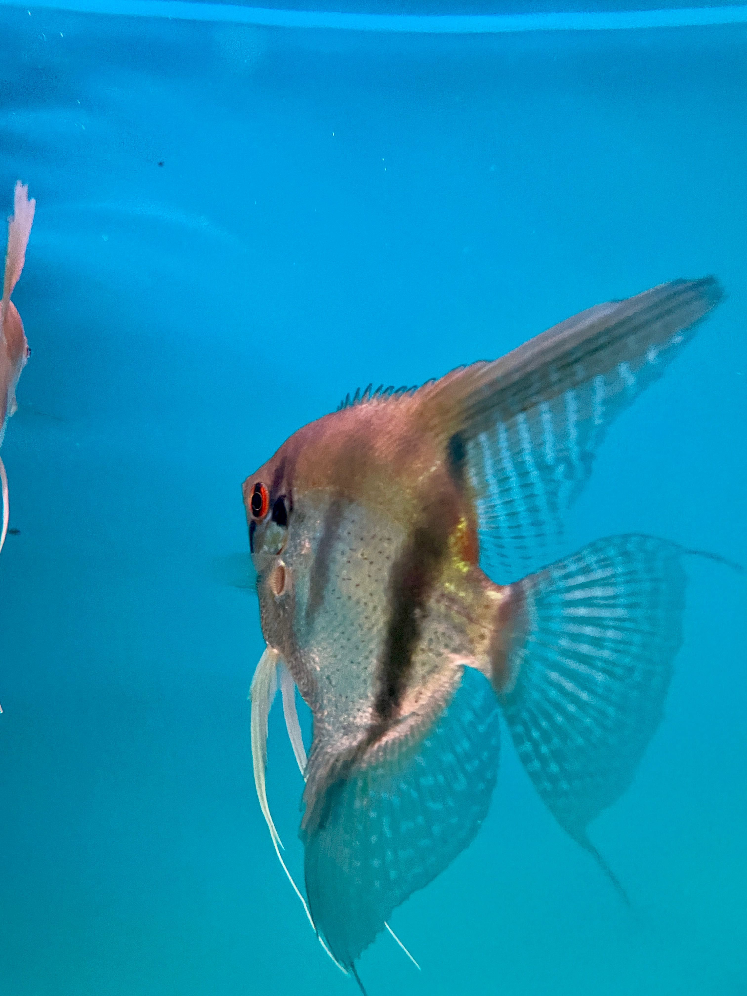 Pterophyllum Scalare - Rio Japura - Wild Form - Portador Albino
