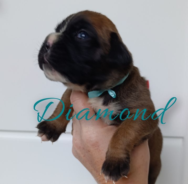 Diamond suczka Bokser boksery dziewczynka szczeniak szczeniaki szczeni