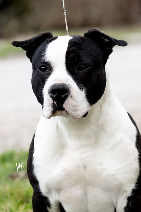 Amstaff American Staffordshire Terrier ZKWP/FCI piesek po championach