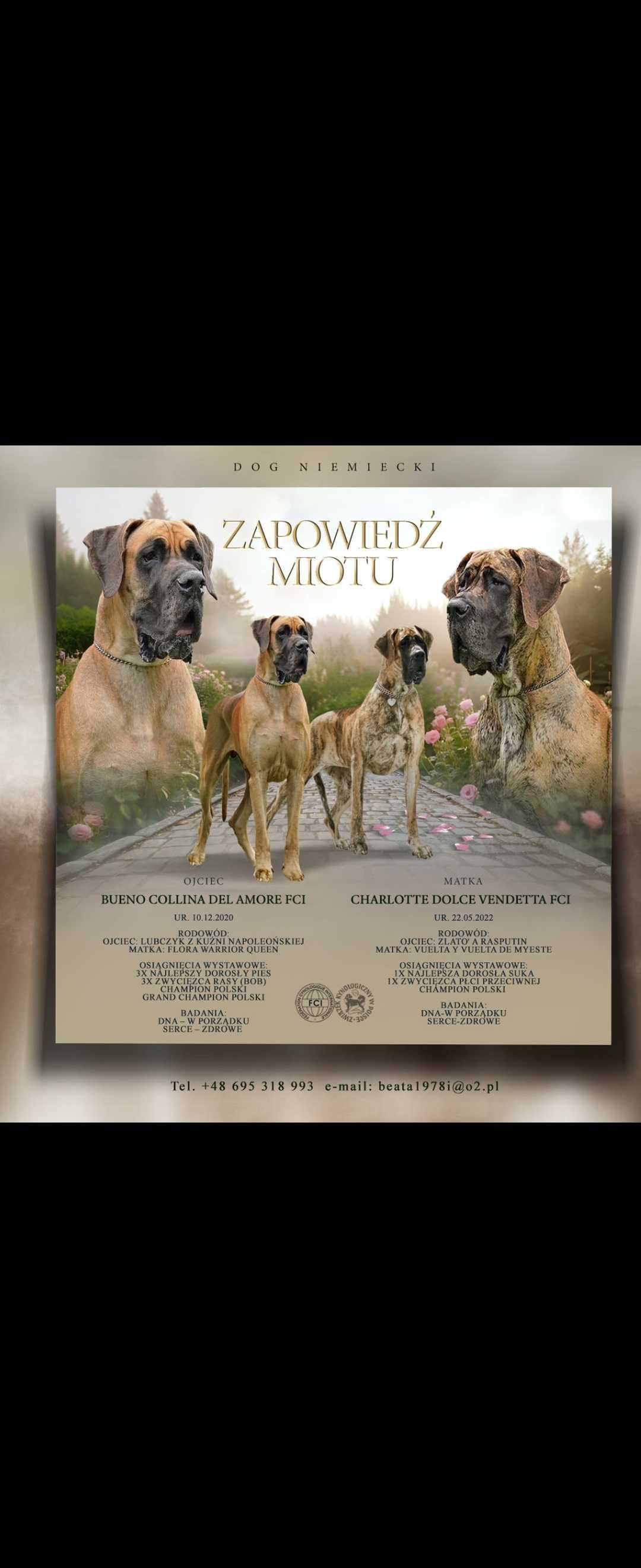 Dog niemiecki szczenię.