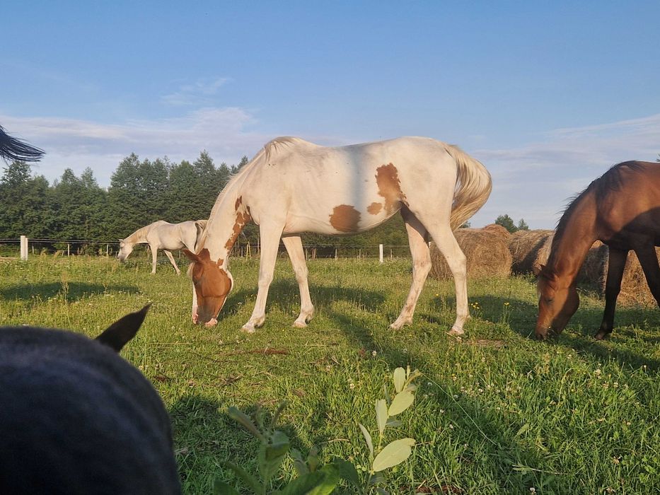 klacz małopolska srokata wpisana do księgi