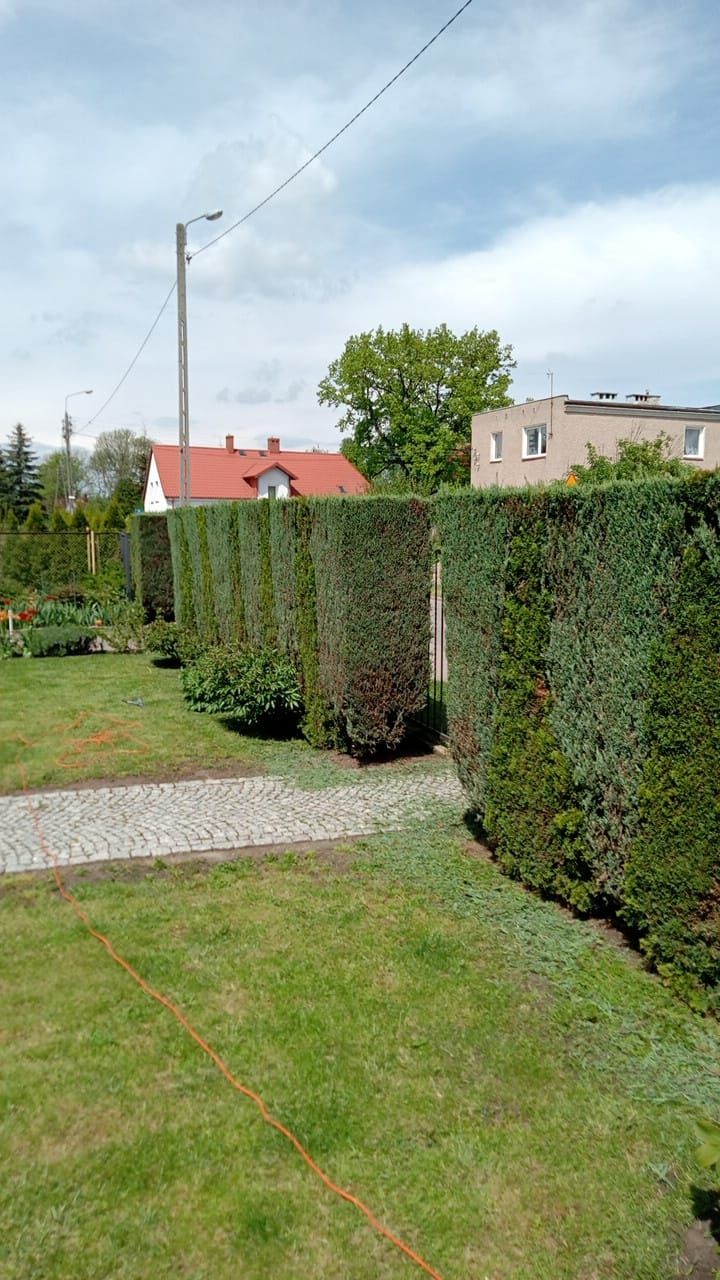 Prace ogrodowe,Wertykulacja, glebogryzarka,Koszenie,wysiew traw,