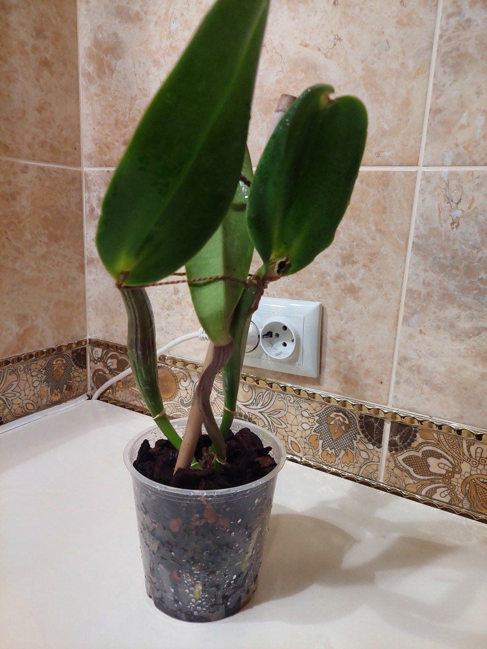 Орхідея, катлея BLC