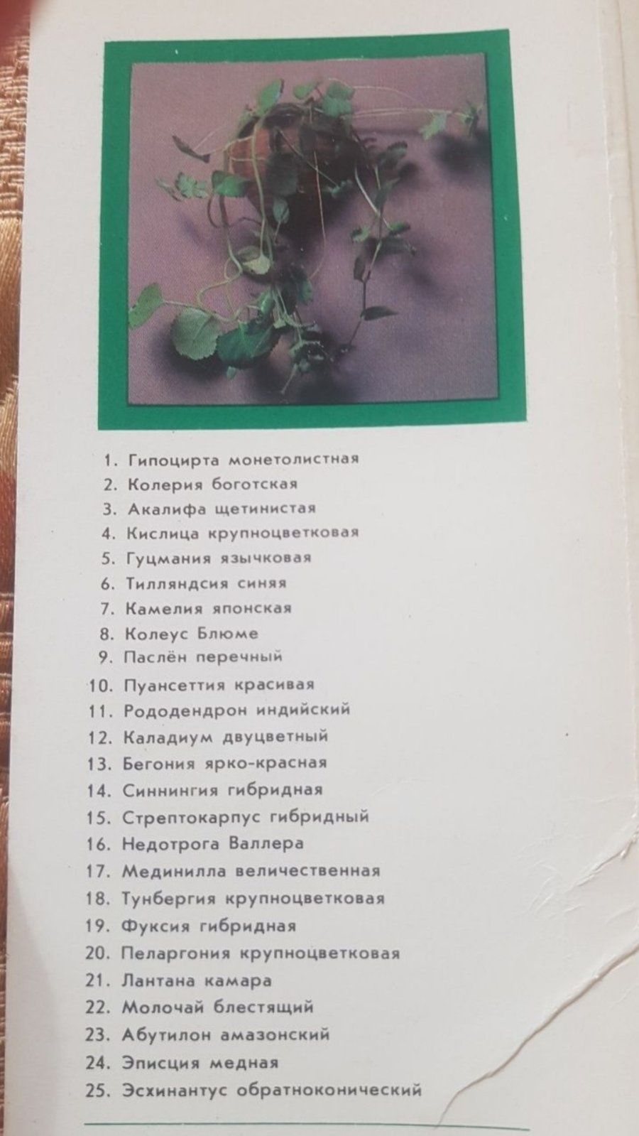 Листівки / Комнатные растения25 1983/ КУКЛА нац./ открытки с 1925г.