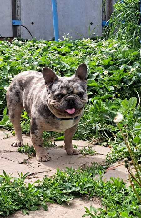 Вязка французский бульдог