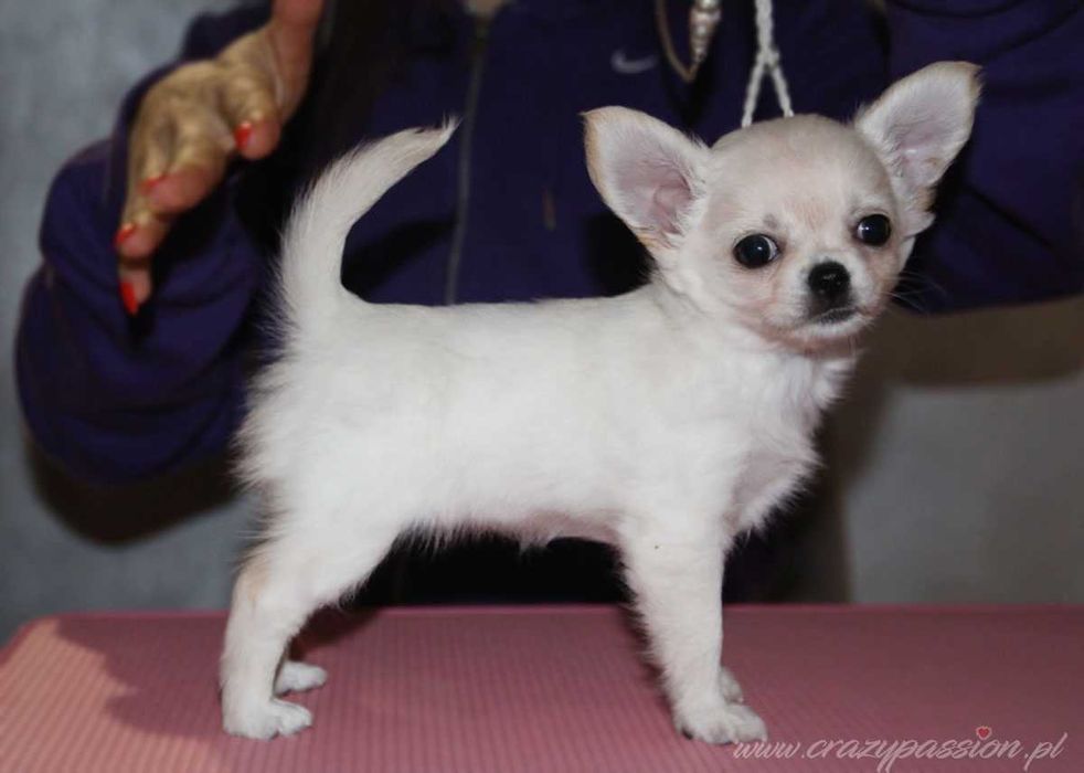 Prześliczna chihuahua długowłosa MY VANILLA LOVE Crazy Passion