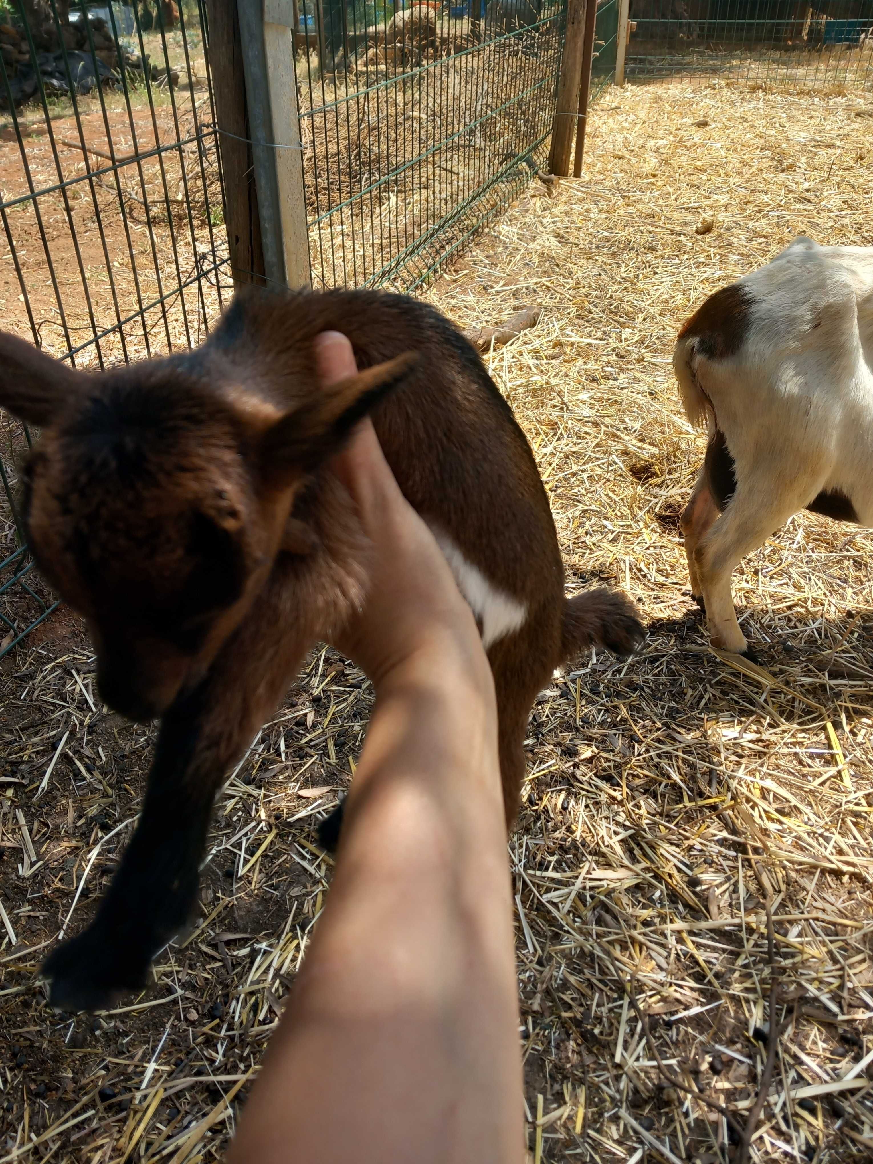 Casal de cabras anâs com filhota.