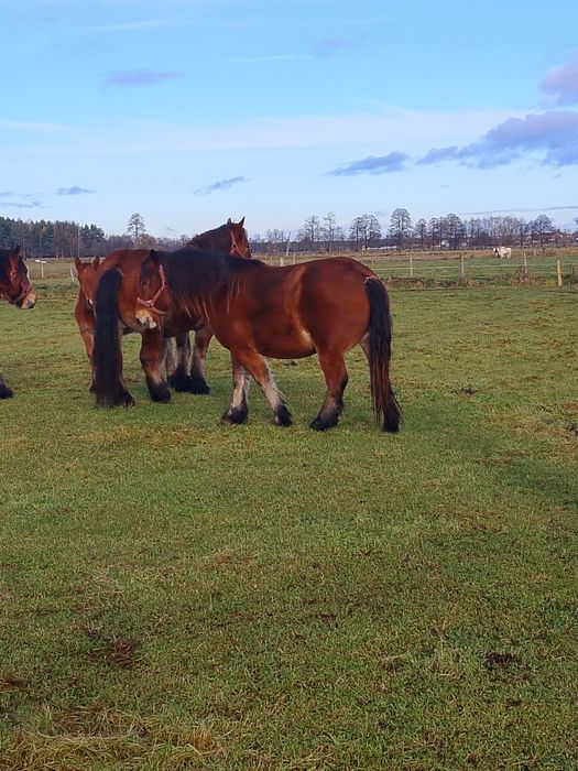 Sprzedam konie zimnokrwiste