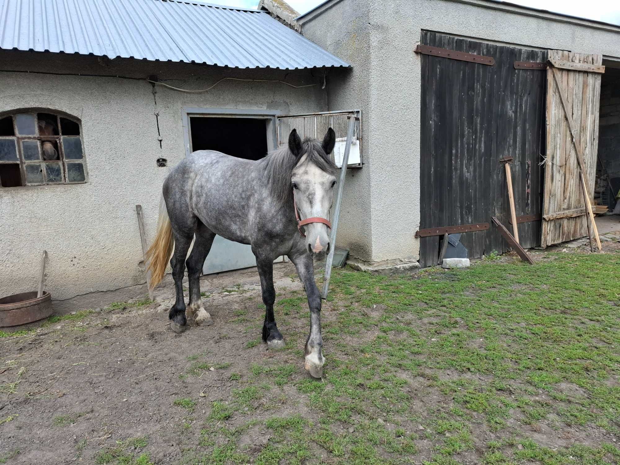 Sprzedam klacz szpakowatą