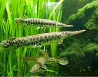 Spotted Gar - Lepisosteus Oculatus 12-15cm