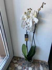 Орхідея біг ліп -2 гілки-500 грн