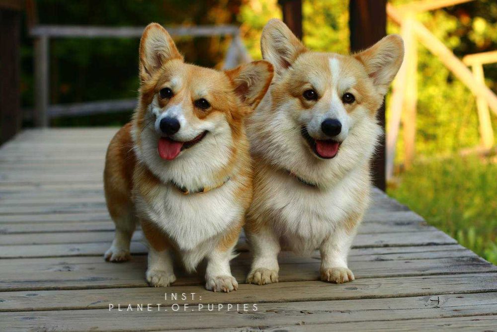 Urocze suczki Corgi — Sky i Space — szukają kochających domów