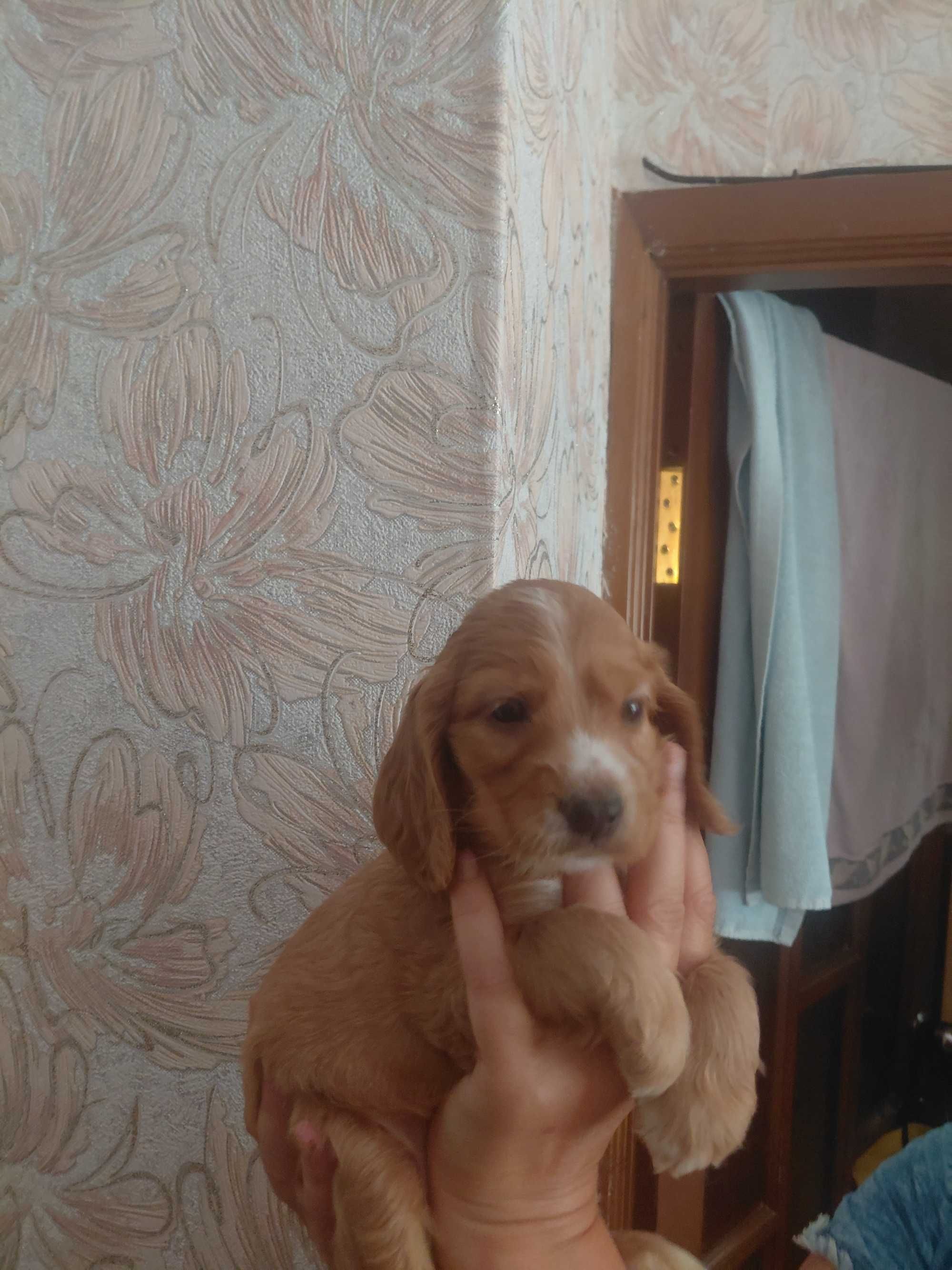 Продам цуценят Англійський кокер-спанієль