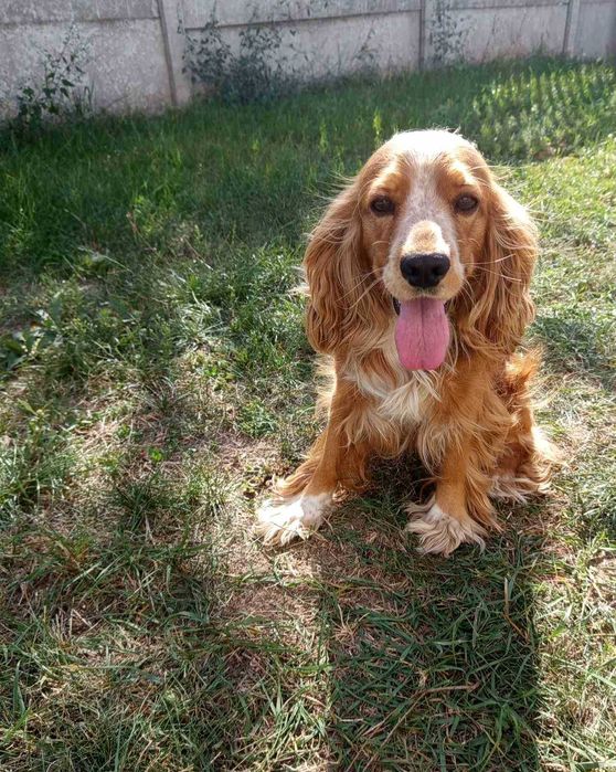 В'язка англійського кокер-спаніеля