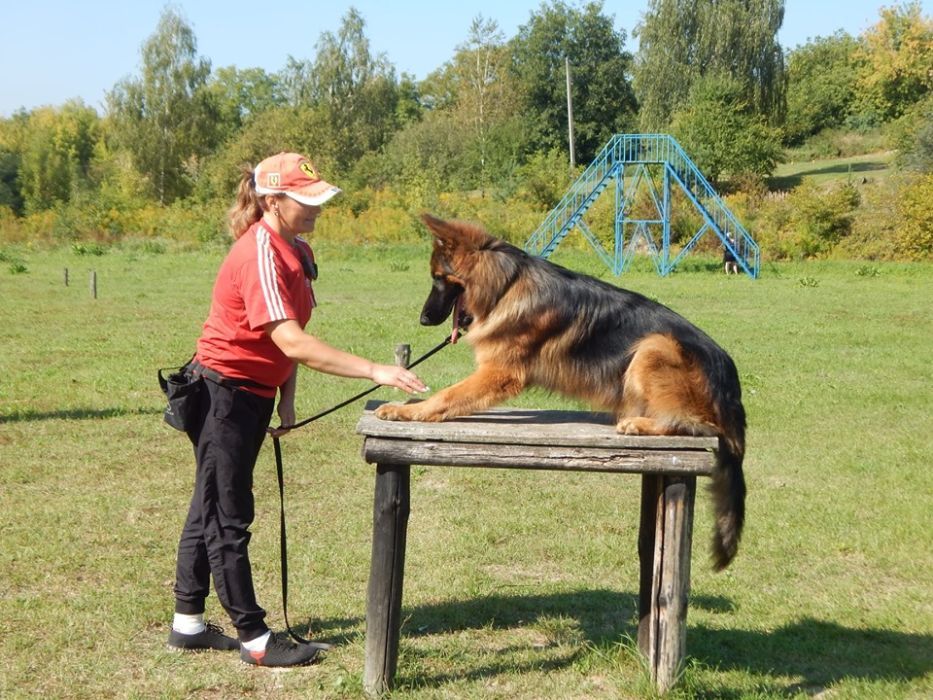 Дресирування собак. Клуб РОКСС. Заняття з інструктором-кінологом.