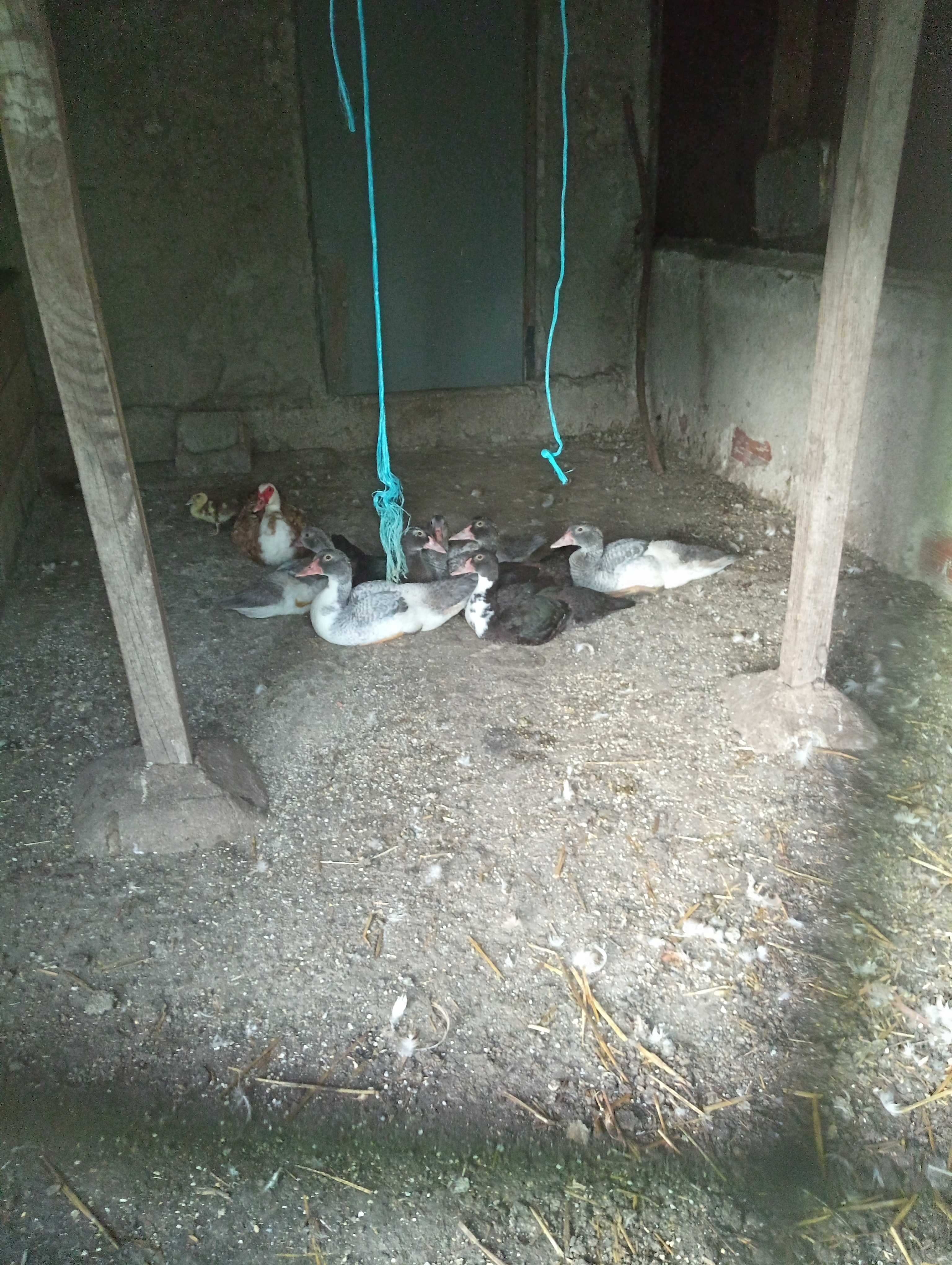 Patos mudos para criar