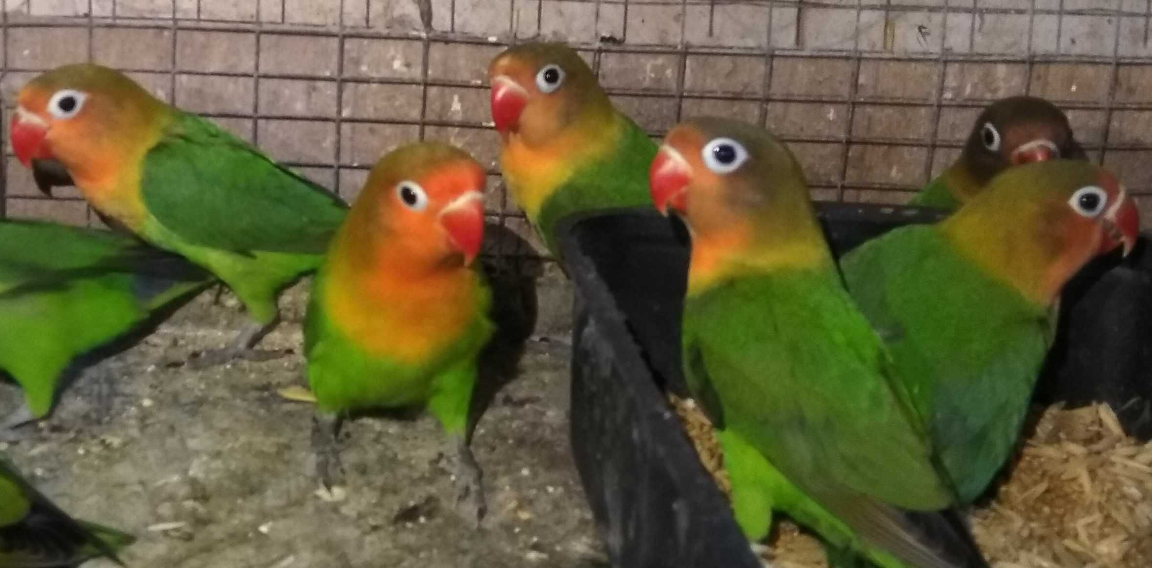 Неразлучники разных видов волнистые попугаи