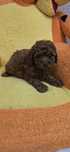 Maltipoo chłopczyk Red Brown do odbioru