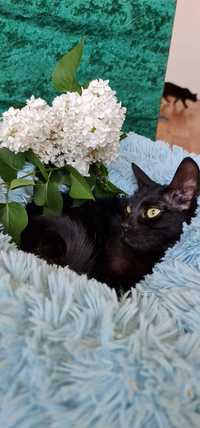 Котенок чёрная кошечка чорна