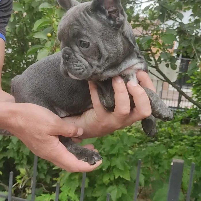 Елітний хлопчик бульдога