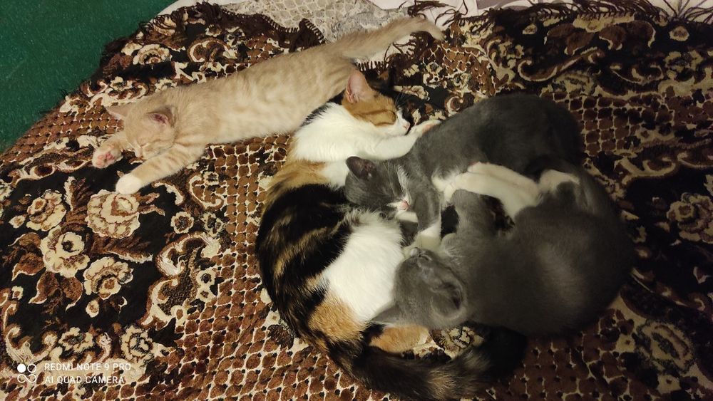 Віддам кошенят в добрі ручки