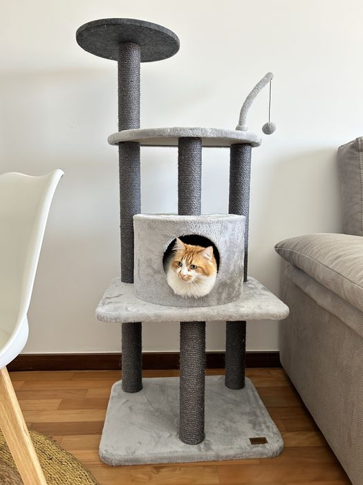 Adoção Responsável de Gato – Pick