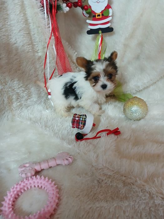 Biewer Terrier Fêmea Super Mini Criadora Registada PT 3088FL