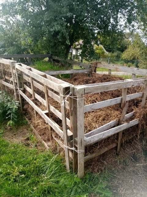 Obornik koński naturalny