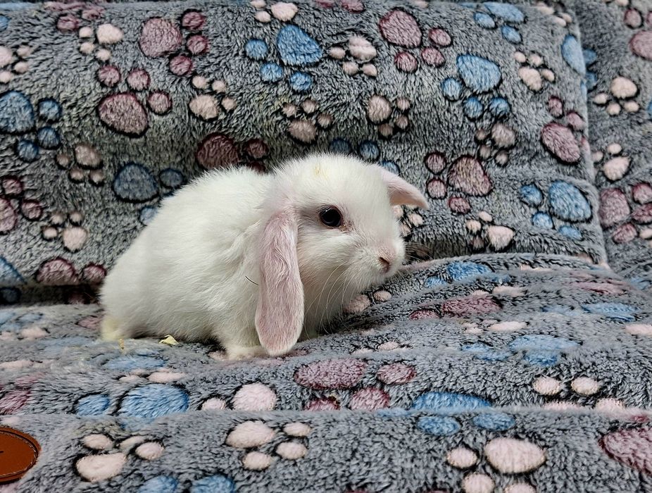 Króliczek Baranek Mini Lop samczyk