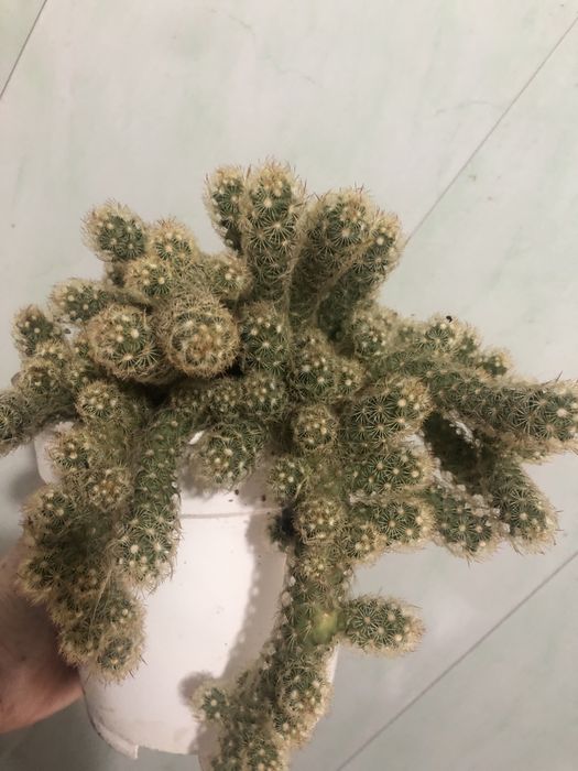 Хризантема коралова у вигляді ромашки.Кімнатні квіти різні