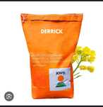 Rzepak nasiona KWS DERRICK Hiberia .zapr. Buteo .Promocja KWS