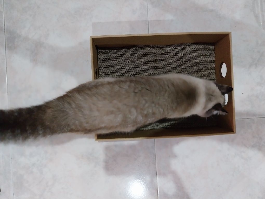 2 em 1: arranhador e cama para gato com 5 recargas NOVO ENVIO GRÁTIS