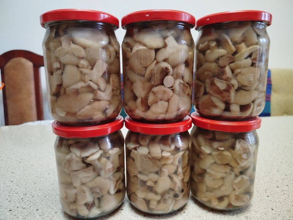 Гриби маслюки 0,5-90.0