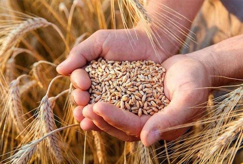 Пшениця врожай 2023 сорт Патрас