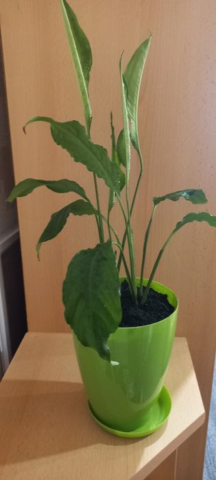 Квітка спатіфіліум